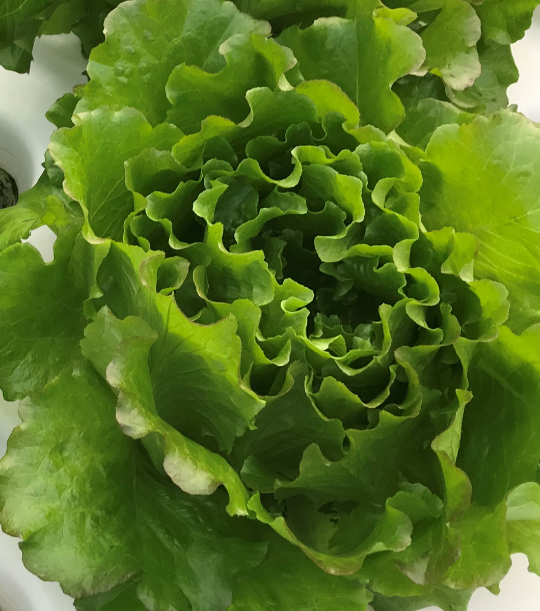 Red Salanova Lettuce Market Wagon Online Farmers Markets & Local